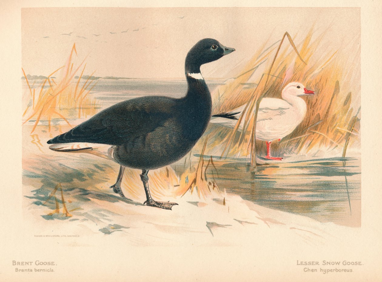 Brent Goose Branta bernicla, Lesser Goose Chen hyperboreus, 1900, 1900 alkotó: Charles Whymper