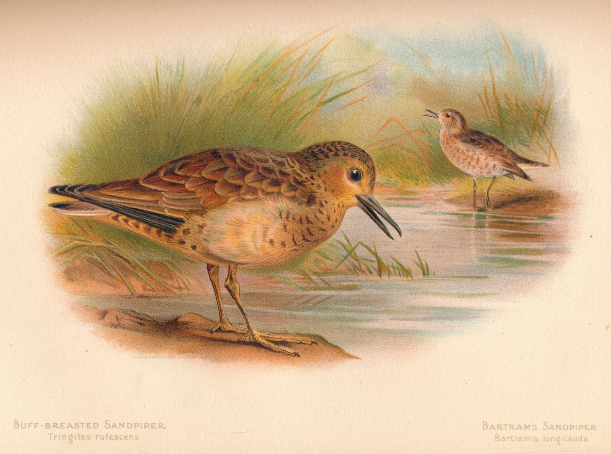 Buff-Breasted Sandpiper Tringites rufescns, Bartrams Sandpiper Bartramia longicauda, 1900, 1 alkotó: Charles Whymper