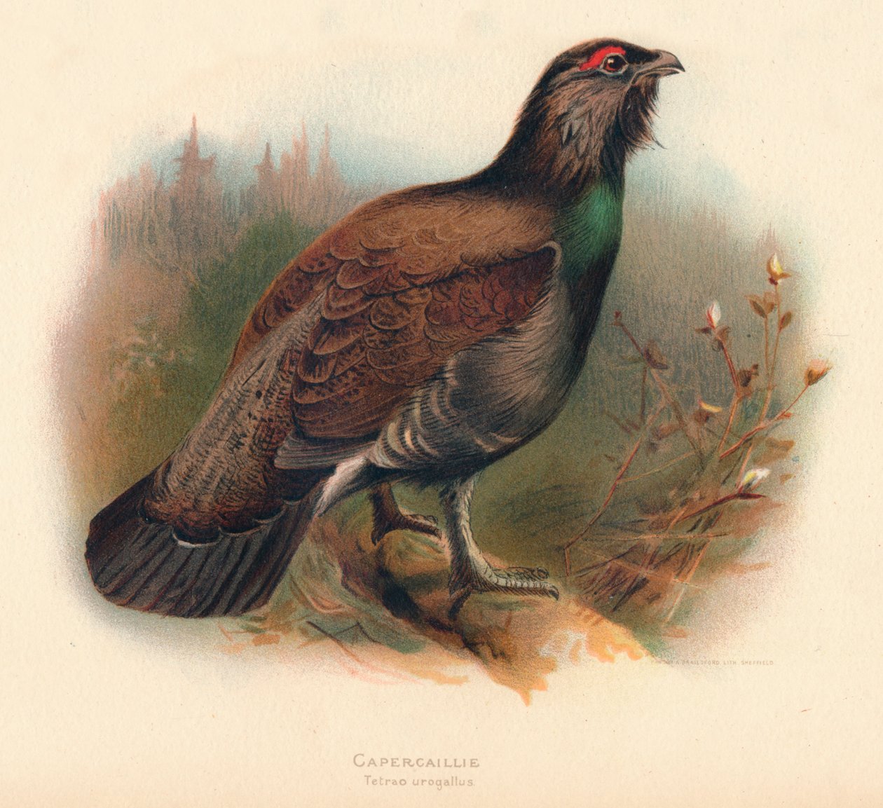 Tetrao urogallus siketfajd, 1900, 1900 alkotó: Charles Whymper