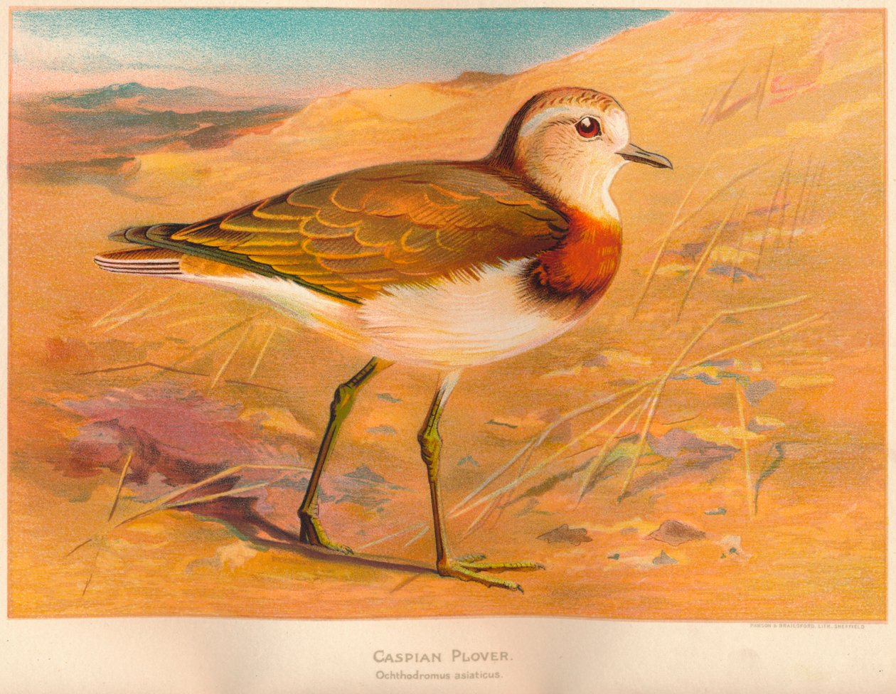 Kaszpi lile Ochthodromus asiaticus, 1900, 1900 alkotó: Charles Whymper