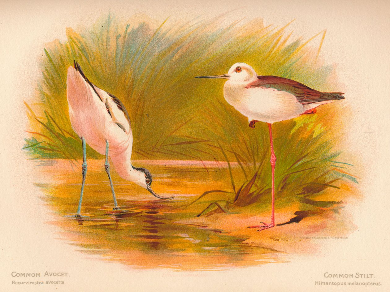 Közönséges avocet Recurvirostra avocetta, Common Stilt Himantopus melanopterus, 1900, 1900 alkotó: Charles Whymper