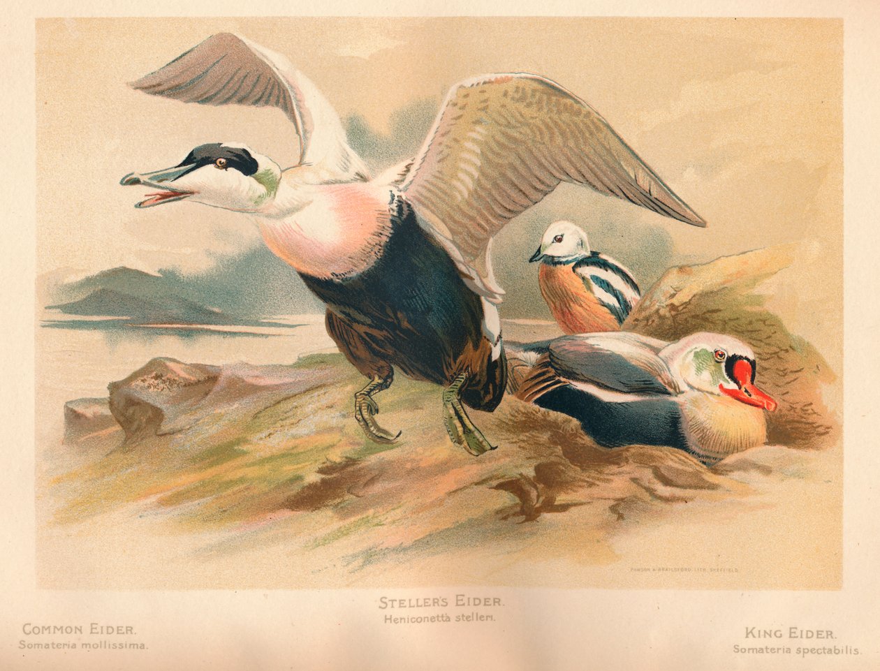 Közönséges tojó somateria mollissima, szellérsokah Heniconnetta stelleri, King Eider Somateria alkotó: Charles Whymper