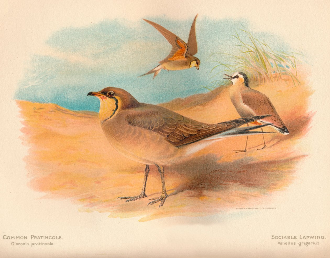 Közönséges pratincole Glareola pratincola, társaságkedvelő cickány Vanellus gregarius, 1900, 1900 alkotó: Charles Whymper
