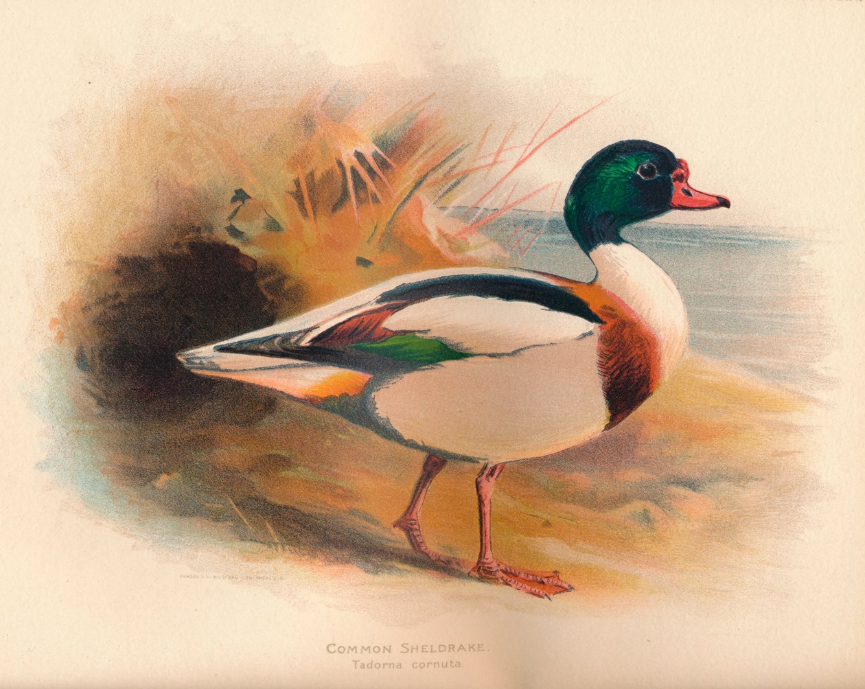 Common Sheldrake Tadorna cornuta, 1900, 1900 alkotó: Charles Whymper