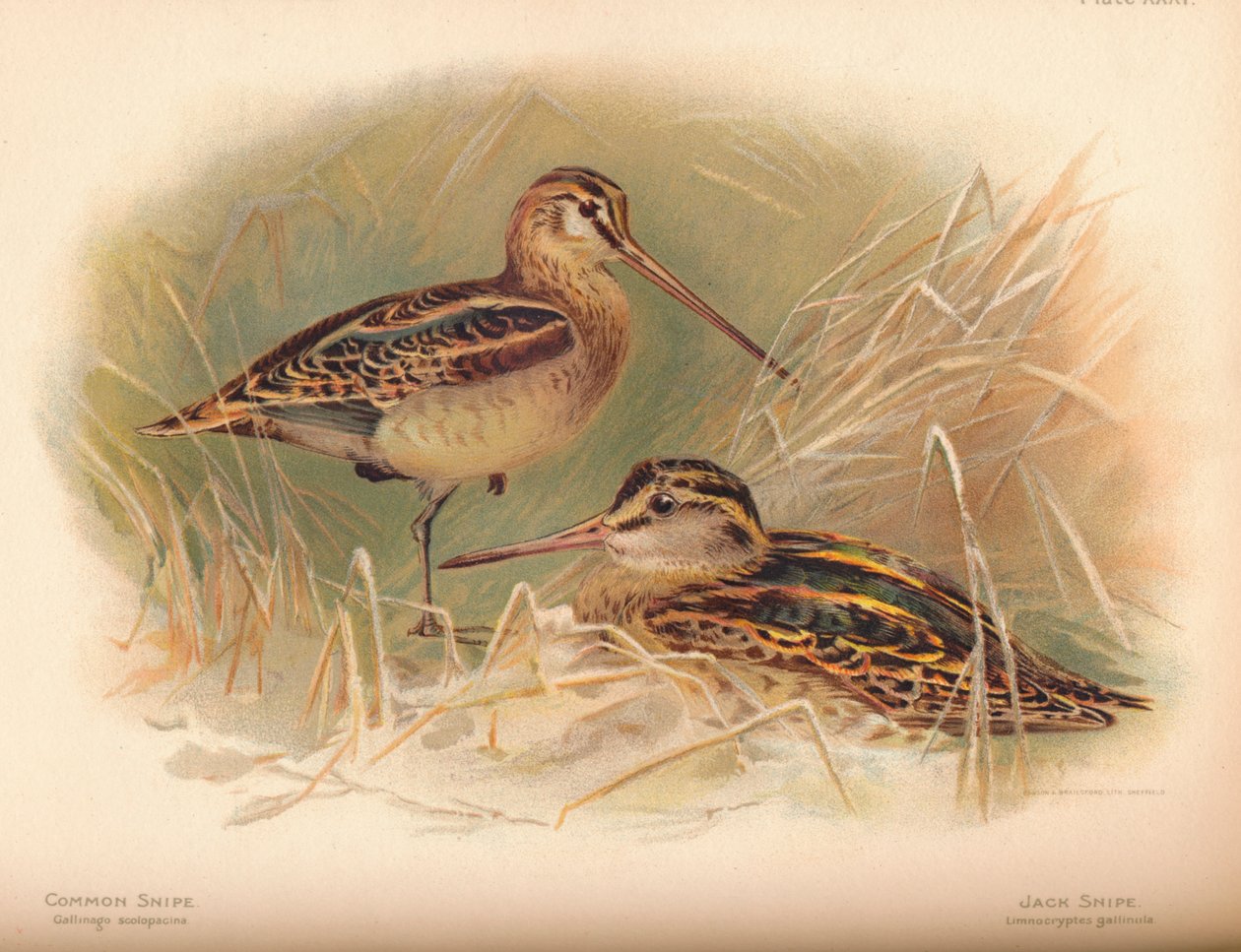 Snipe Gallinago scolopacina, Jack Snipe Limnocryptes gallinula, 1900, 1900 alkotó: Charles Whymper