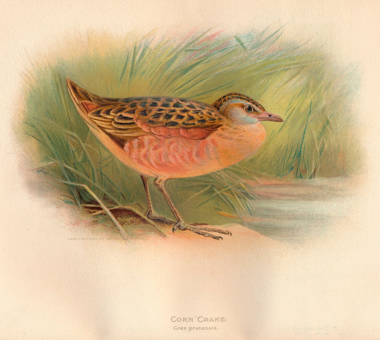 Corn Crake Crex pratensis, 1900, 1900 alkotó: Charles Whymper