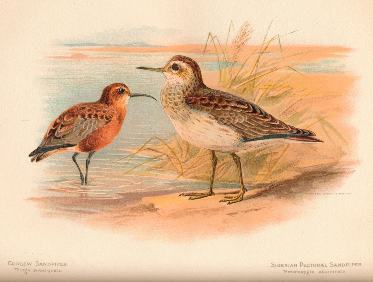 Tringa subarquata göndör, szibériai mellkasi homokkóró Heteropygia acuminata, 1900, alkotó: Charles Whymper