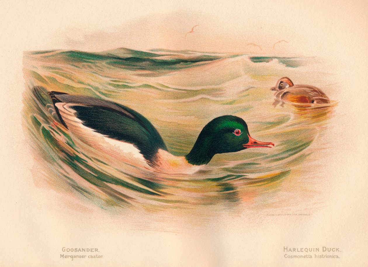 Goosander Merganser ricinus, Harlequin Duck Cosmonetta histrionica, 1900, 1900 alkotó: Charles Whymper