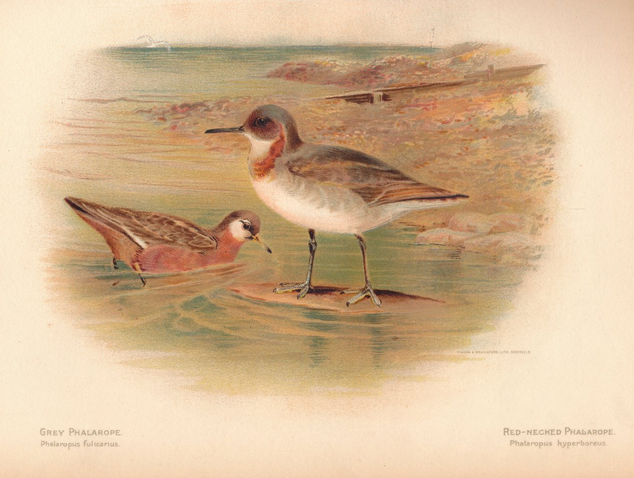 Szürke Phalaropus fulicarius, vörösnyakú Phalaropus Phalaropus hyperboreus, 1900, 1900 alkotó: Charles Whymper