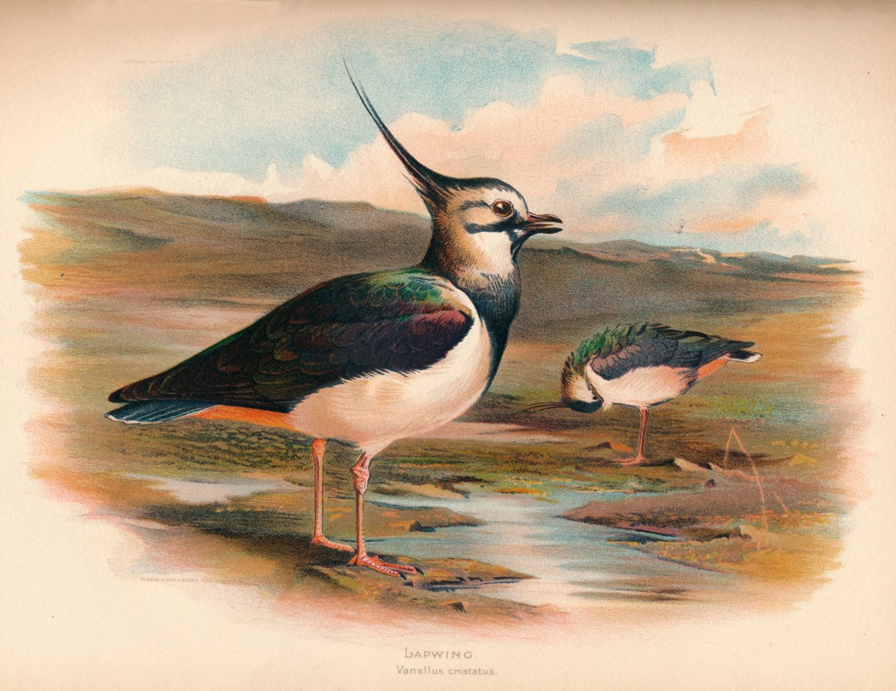 Kakas Vanellus cristacus, 1900, 1900 alkotó: Charles Whymper