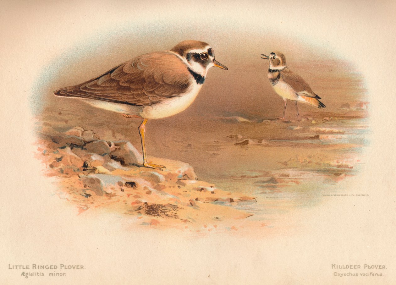 kis gyűrűs lile Aegialitis minor, gyilkos lile Oxyechus vociferus, 1900, 1900 alkotó: Charles Whymper