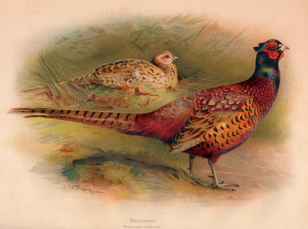 Phasianus colchicus fácán, 1900, 1900 alkotó: Charles Whymper