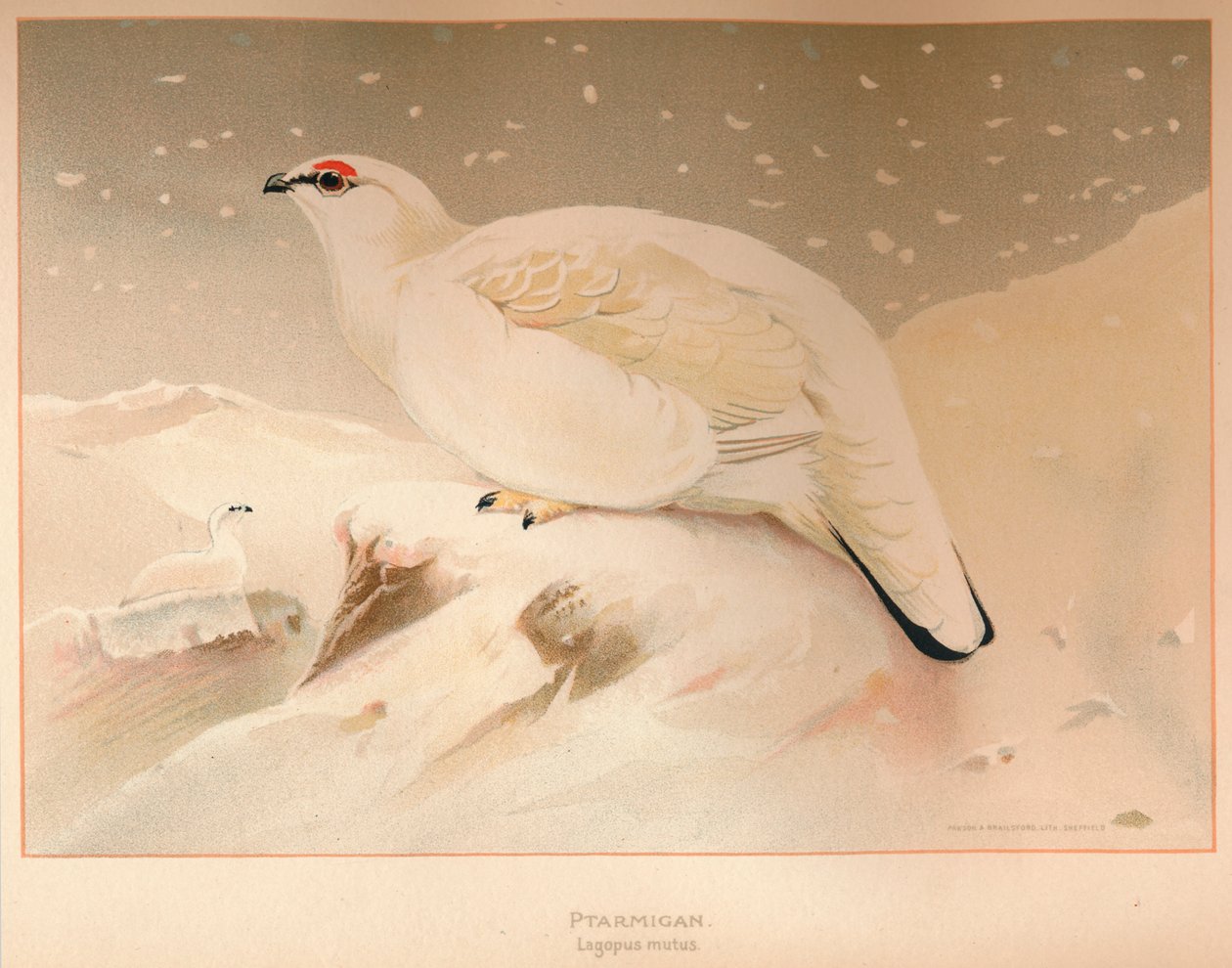 Ptarmigan Lagopus mute, 1900, 1900 alkotó: Charles Whymper
