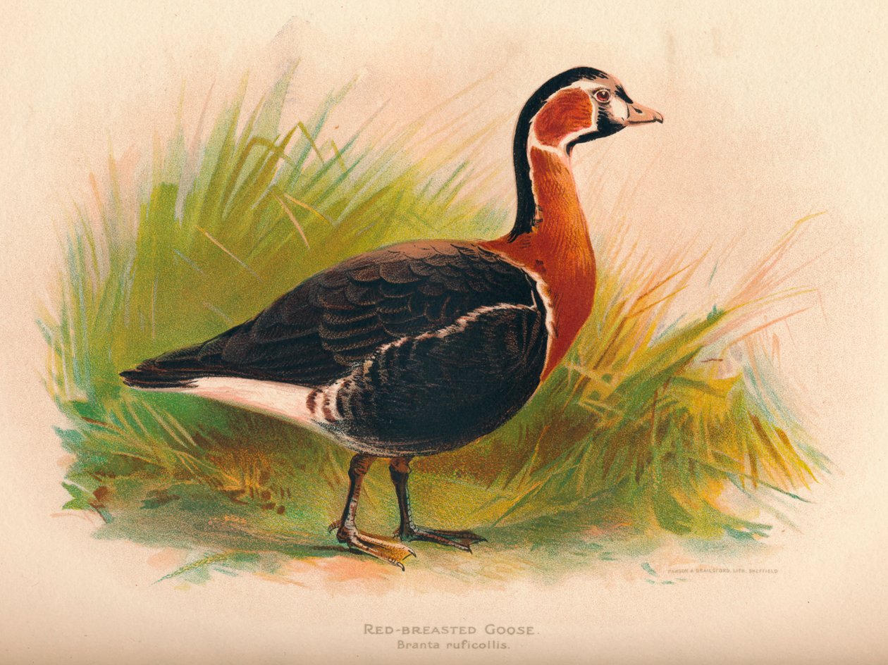 Vörösmellű liba Branta ruficollis, 1900, 1900 alkotó: Charles Whymper