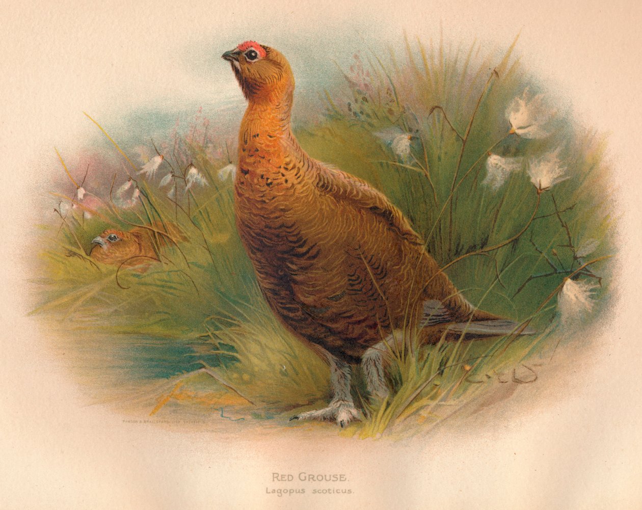 Vörös fajd Lagopus scoticus, 1900, 1900 alkotó: Charles Whymper