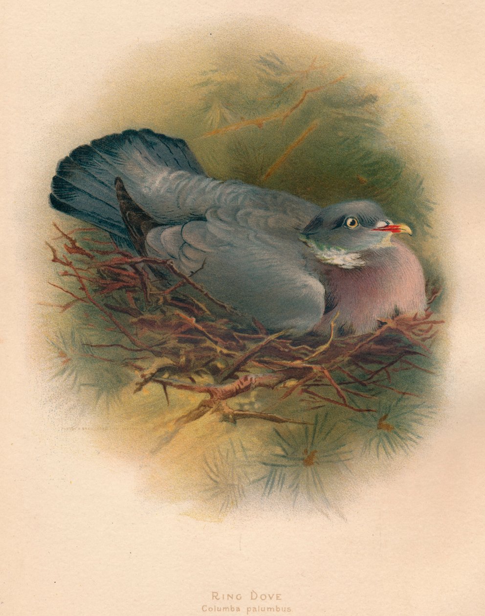 Ring Dove Columba palumbus, 1900, 1900 alkotó: Charles Whymper