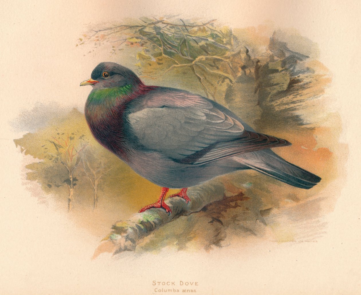 Stock Dove Columba aenas, 1900, 1900 alkotó: Charles Whymper