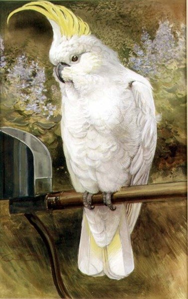 Kéngőzös kakadu alkotó: Charles Whymper