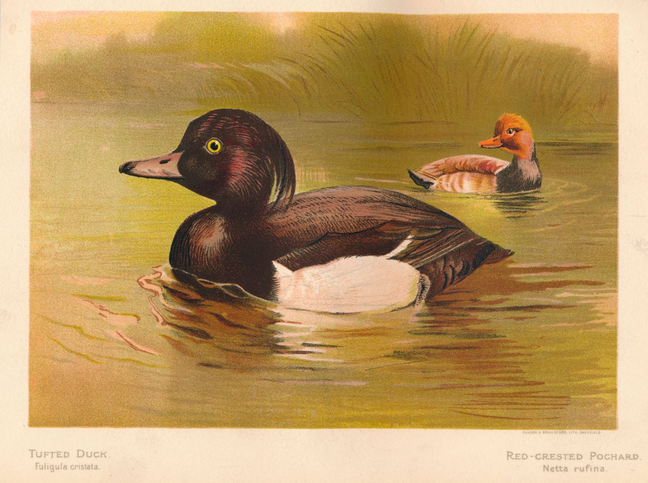 Bojtos kacsa Fuligata cristata, vörös tarajos pochard Netta rufina, 1900, 1900 alkotó: Charles Whymper