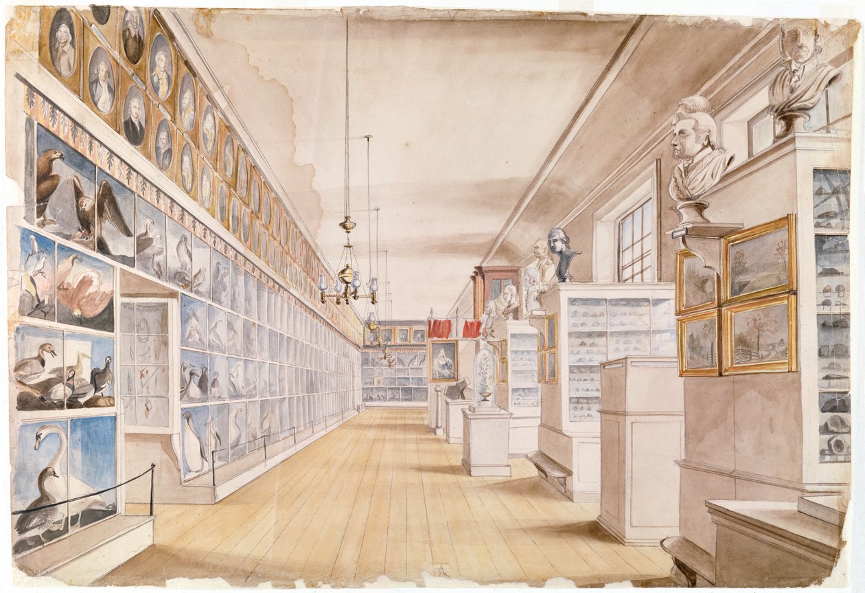 The Long Room, a Front Room belseje a Peales Múzeumban, 1822 (wc grafit felett, papíron) alkotó: Charles Willson Peale