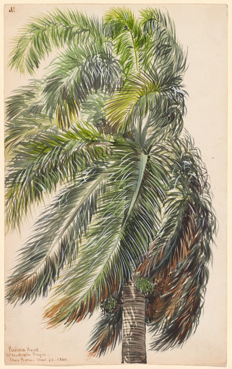 Palma Real alkotó: Charles de Wolf Brownell