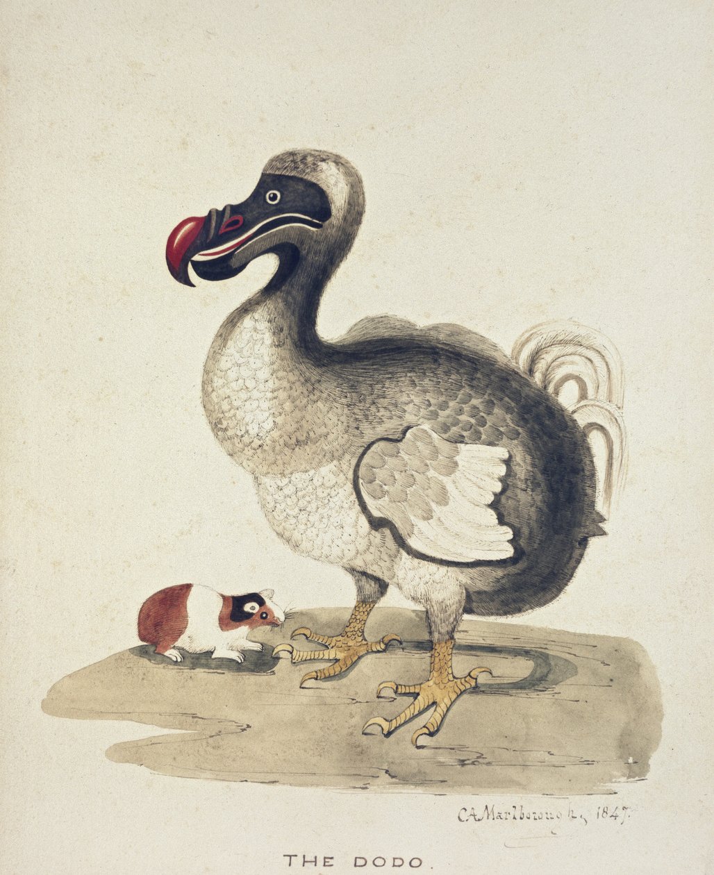 Tanulmány egy dodóról és egy tengerimalacról, 1847 (akvarell tollal és tintával törtfehér papírra) alkotó: Charlotte Augusta Duchess of Marlborough Spencer Churchill