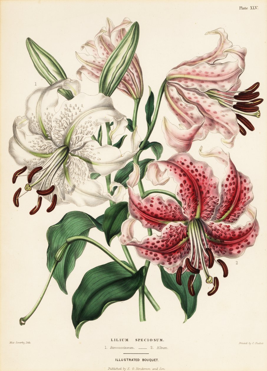 Japán liliomfajták, Lilium specioseum alkotó: Charlotte Caroline Sowerby