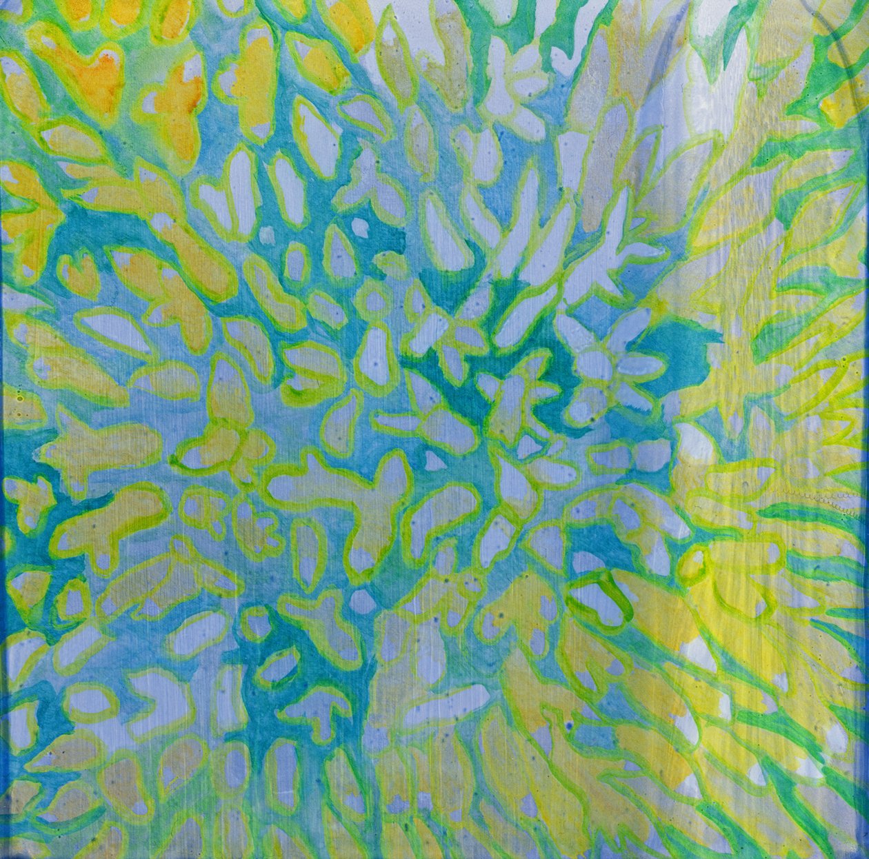 Acrapora, 2000 (olaj, gesso) alkotó: Charlotte Johnstone