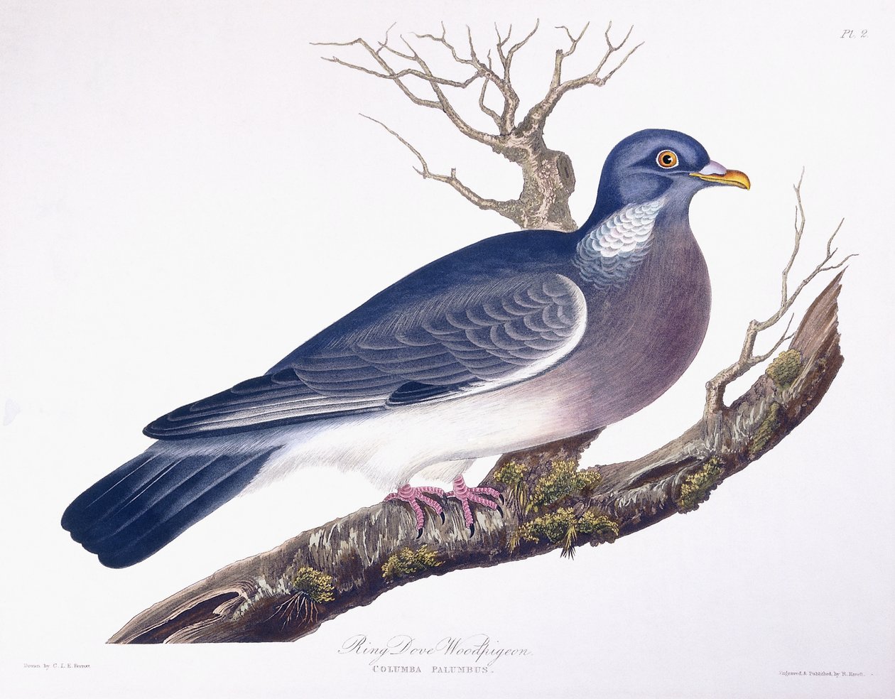 Ring Dove erdei galamb alkotó: Charlotte L. E. Perrott