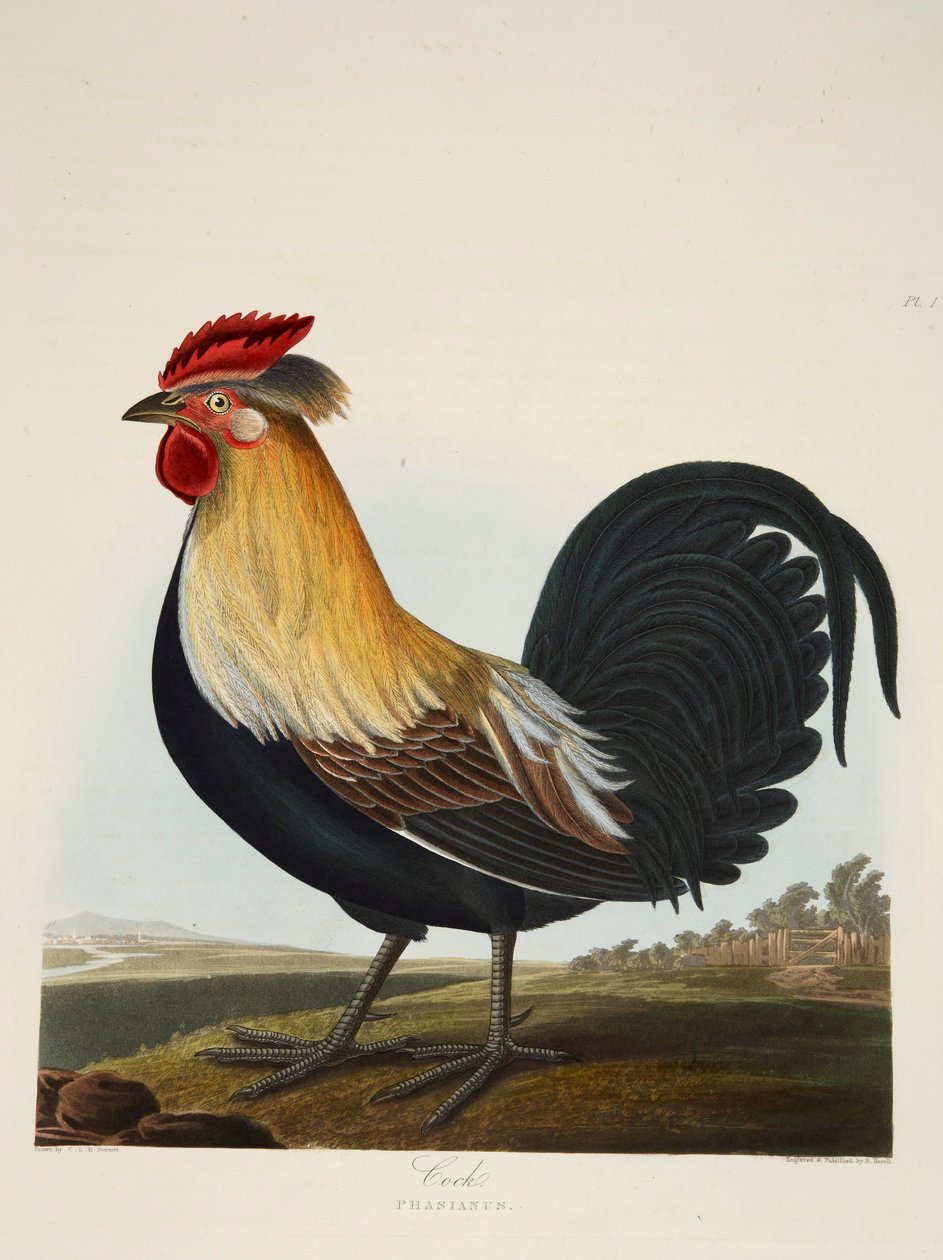 Kakas, Phasianus, kocsma. 1835 Kézzel színezett metszet. alkotó: Charlotte Lousia Emily Perrott