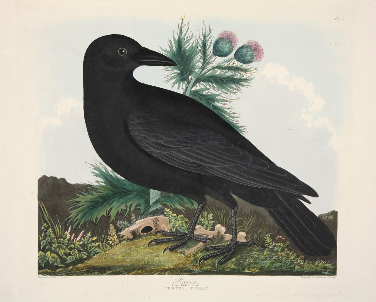 Raven, Corvus Corai, kocsma. 1835 Kézzel színezett metszet. alkotó: Charlotte Lousia Emily Perrott