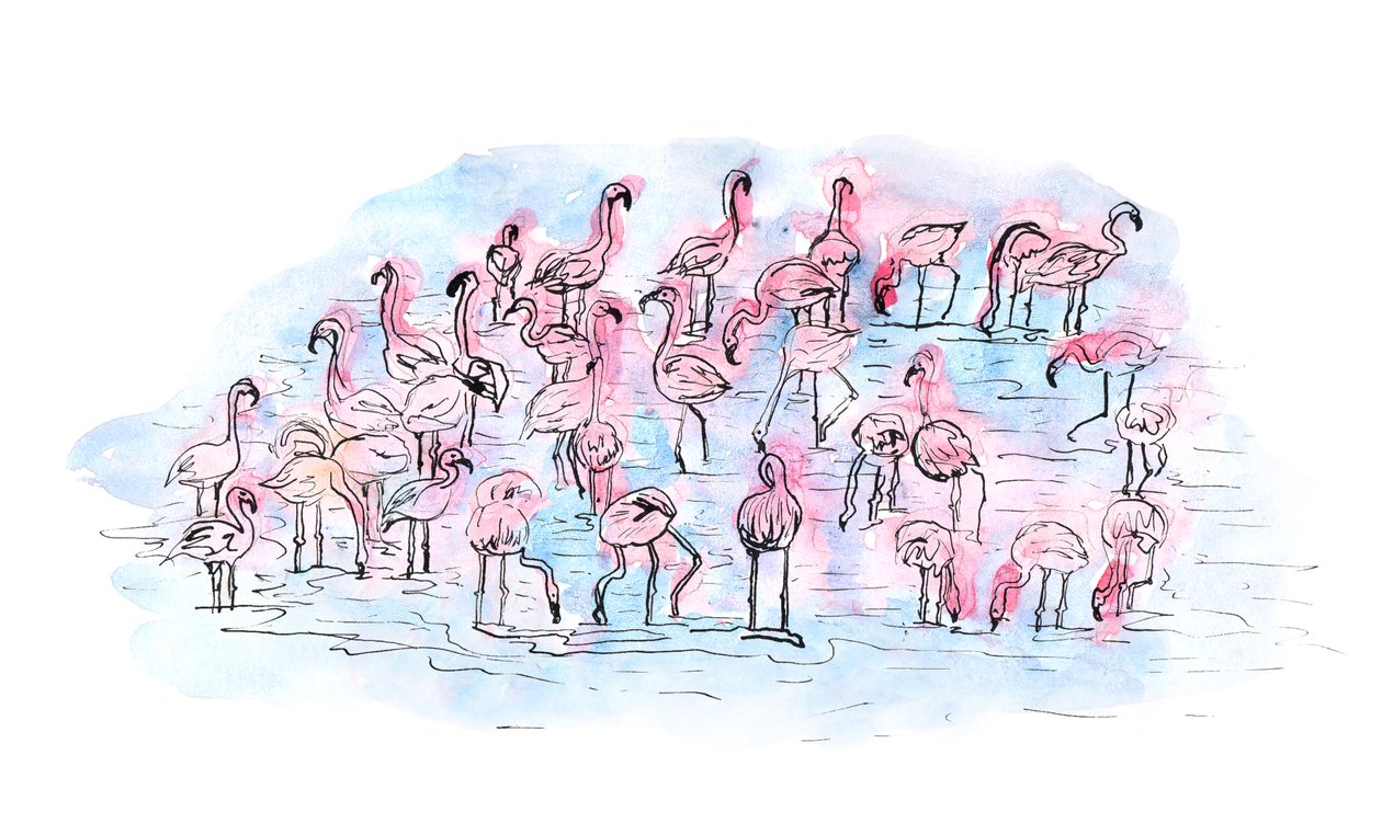 Flamingos 2, 2018 (tinta és akvarell) alkotó: Charlotte Orr