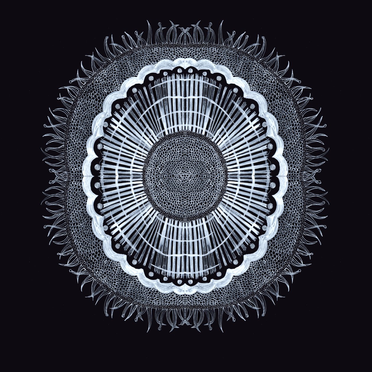 Plant Cell 0.2, 2019 (toll és tinta) alkotó: Charlotte Orr