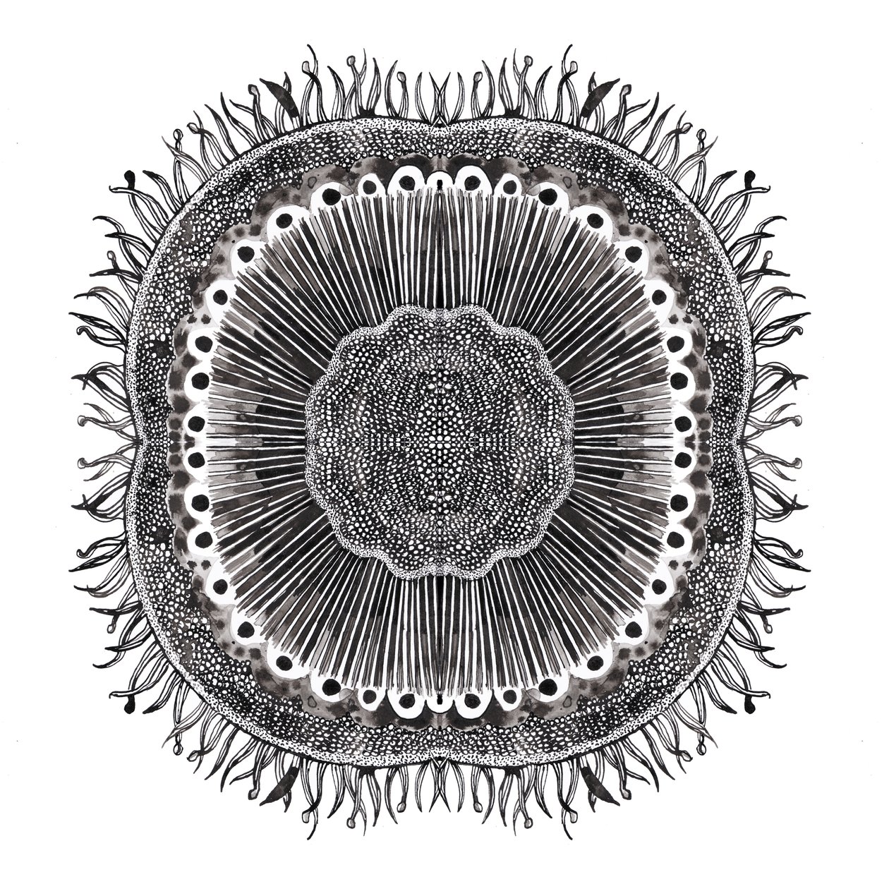 Növényi sejtek, 2019 (toll és tinta) alkotó: Charlotte Orr