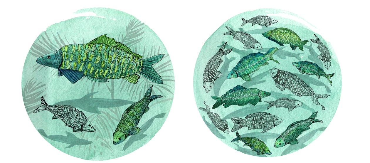 Small Fish Big Pond, 2018 (toll és tinta, akvarell és digitális) alkotó: Charlotte Orr