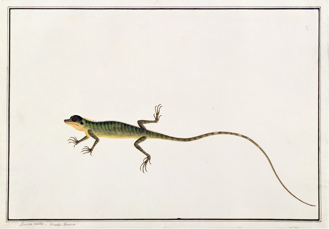 Ázsiai guana, Lacerta Calotes, Rajzok állatokról, rovarokról és hüllőkről Malacca-ból, 1805-1818 körül (wc és gouache papíron) alkotó: Chinese School