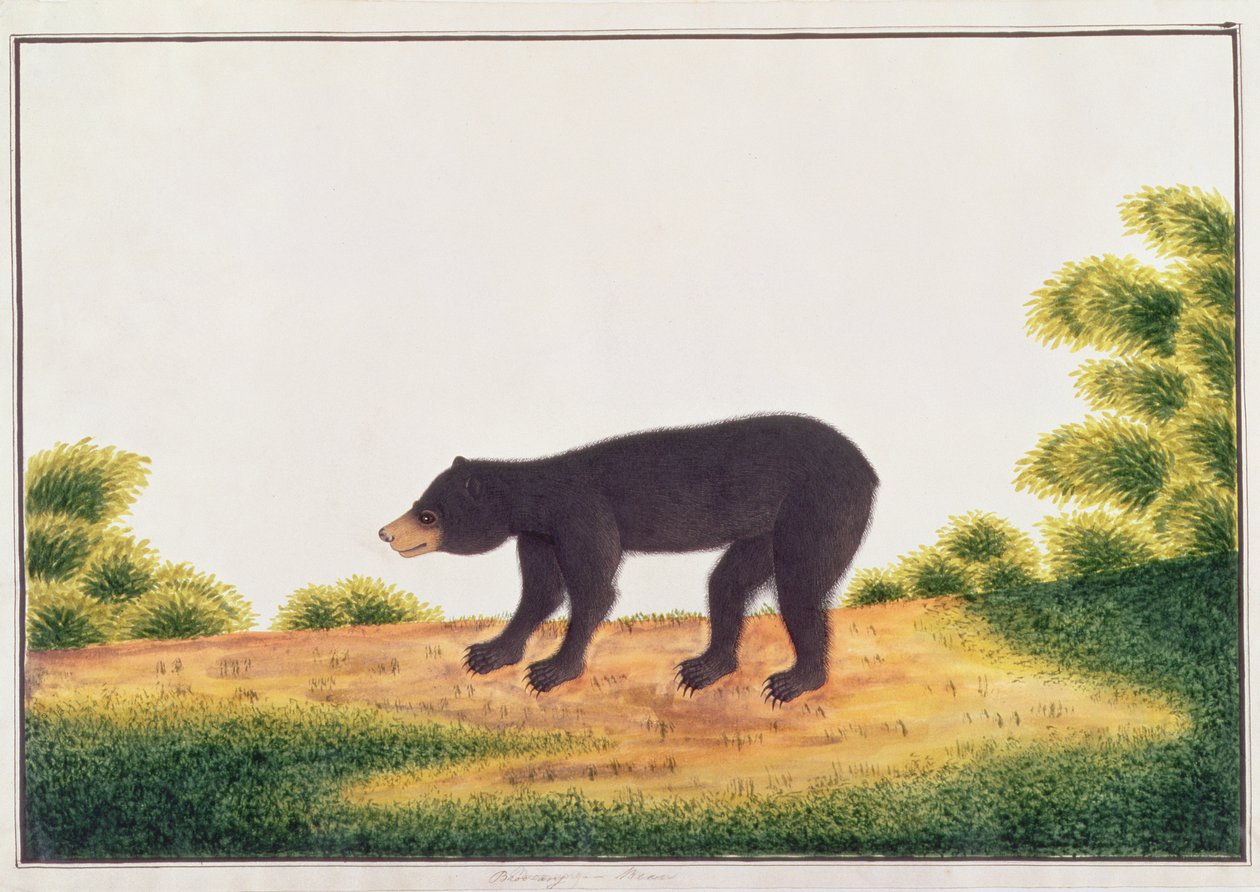 Medve, Broo-ang, Rajzok állatokról, rovarokról és hüllőkről Malaccából, 1805-1818 körül (wc és gouache papíron) alkotó: Chinese School