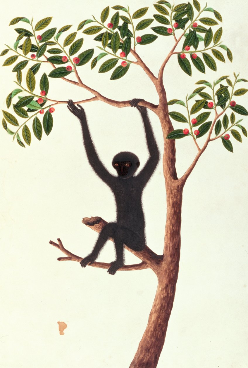 Fekete hosszú karú majom, Ongka Pitam, Rajzok állatokról, rovarokról és hüllőkről Malacca-ból, 1805-1818 körül (wc és gouache papíron) alkotó: Chinese School