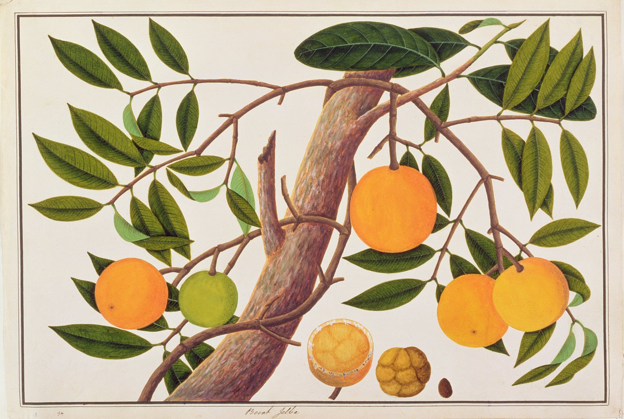 Booah Jebba, a Drawings of Plants from Malacca, 1805-1818 körül (wc papíron) alkotó: Chinese School