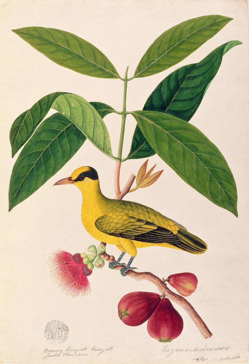 Boorong koonjiet koonjiet, Jambo Flore mera, Drawings of Birds from Malacca, 1805-1818 körül (wc papíron) alkotó: Chinese School