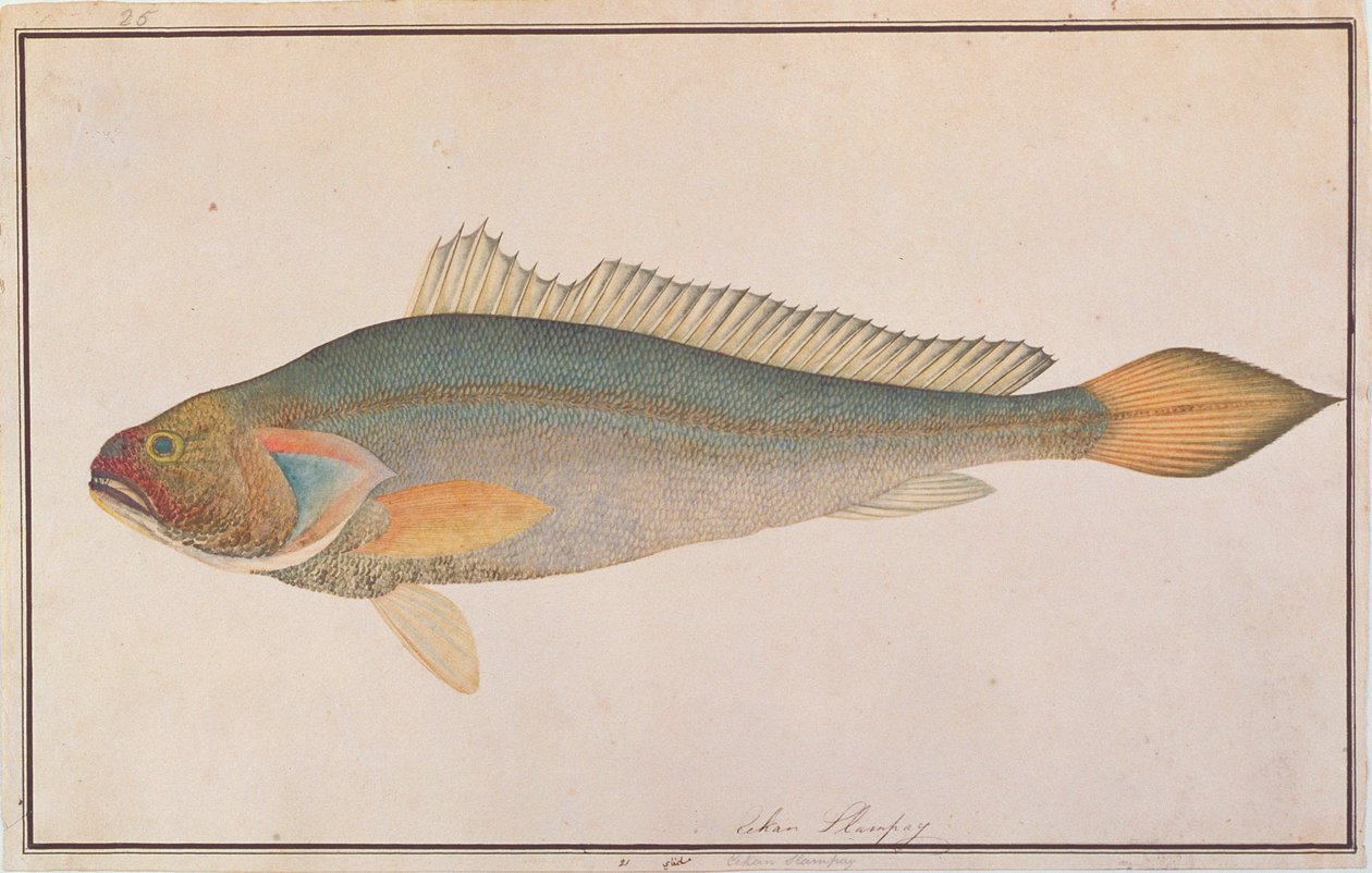 Bronz Croaker, a Drawings of Fishes from Malacca, 1805-1818 körül (wc papíron) alkotó: Chinese School
