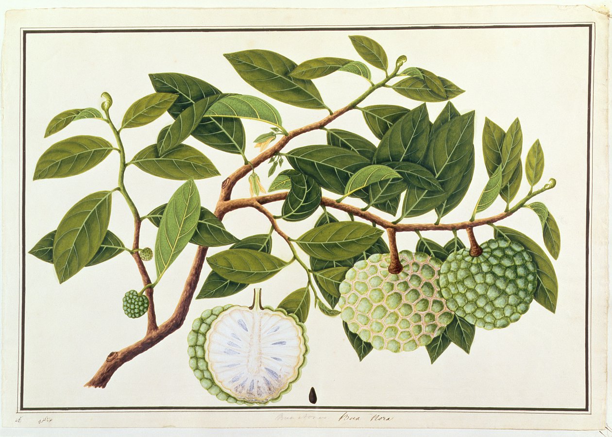 Bua Nora, a Növényrajzok Malacca-ból, 1805-1818 körül (wc papíron) alkotó: Chinese School