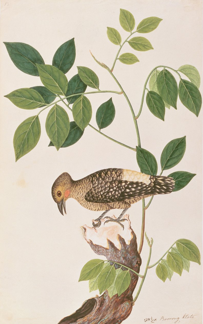 Búbos harkály, Malacca madárrajzaiból, 1805-1818 körül (wc papíron) alkotó: Chinese School