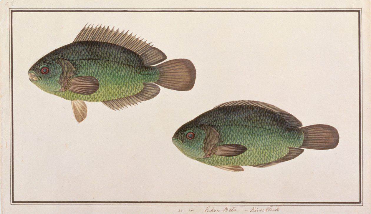 Mászósügér, a Malaccai halak rajzaiból, 1805-1818 körül (wc papíron) alkotó: Chinese School