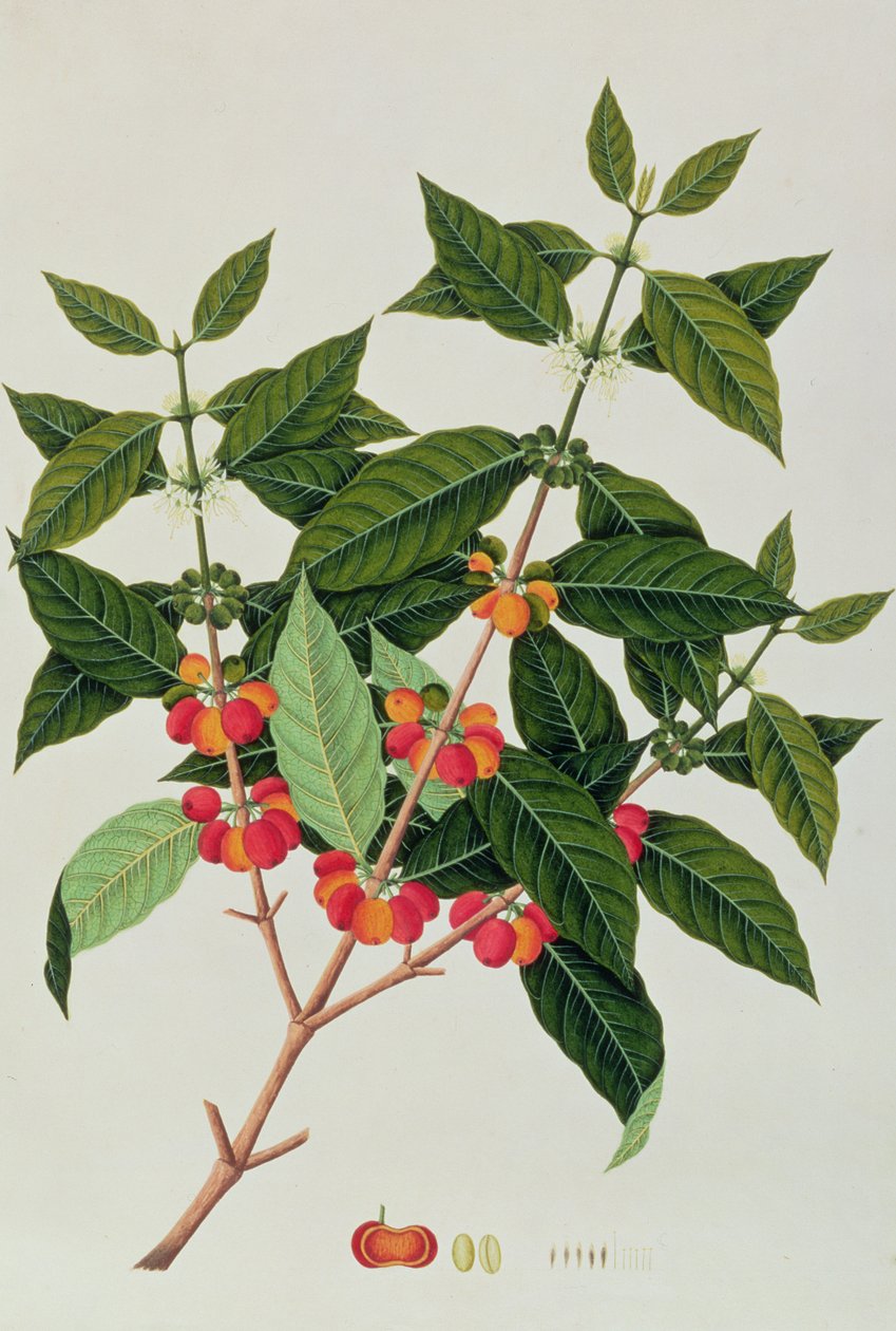 Kávé, Malacca növényrajzaiból, 1805-1818 körül (wc papíron) alkotó: Chinese School