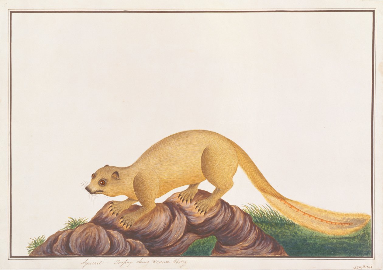 Krémszínű óriásmókus, a Malaccai állatok, rovarok és hüllők rajzaiból, 1805-1818 körül (wc és gouache papíron) alkotó: Chinese School