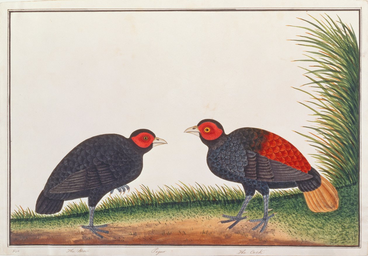 Crestless Fireback, a Drawings of Birds from Malacca, 1805-1818 körül (wc papíron) alkotó: Chinese School