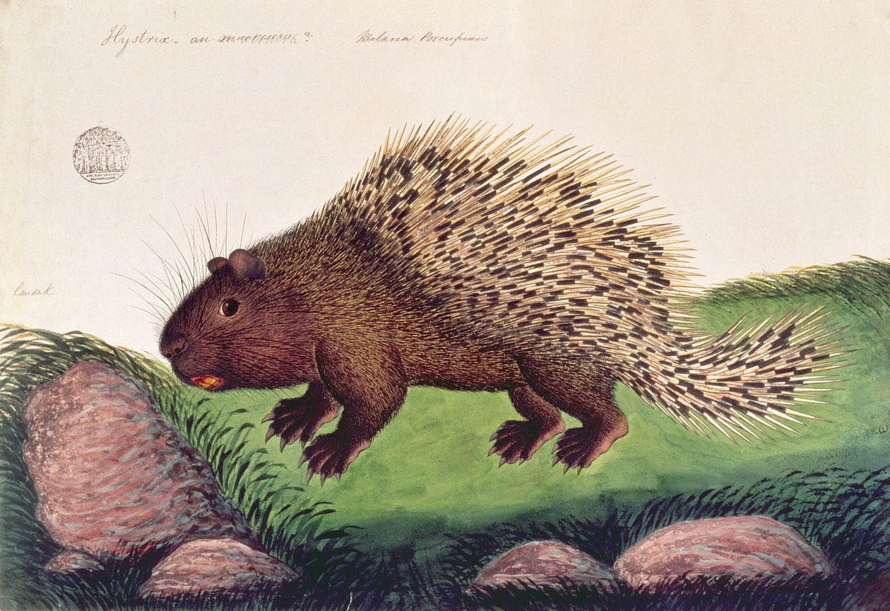 Dammai Batoo, Rajzok állatokról, rovarokról és hüllőkről Malaccából, 1805-1818 körül (gouache és wc papíron) alkotó: Chinese School
