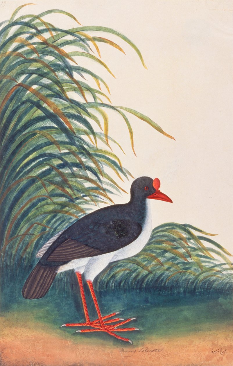 Eurázsiai laskafogó, a Malaccai madarak rajzaiból, 1805-1818 körül (wc papíron) alkotó: Chinese School