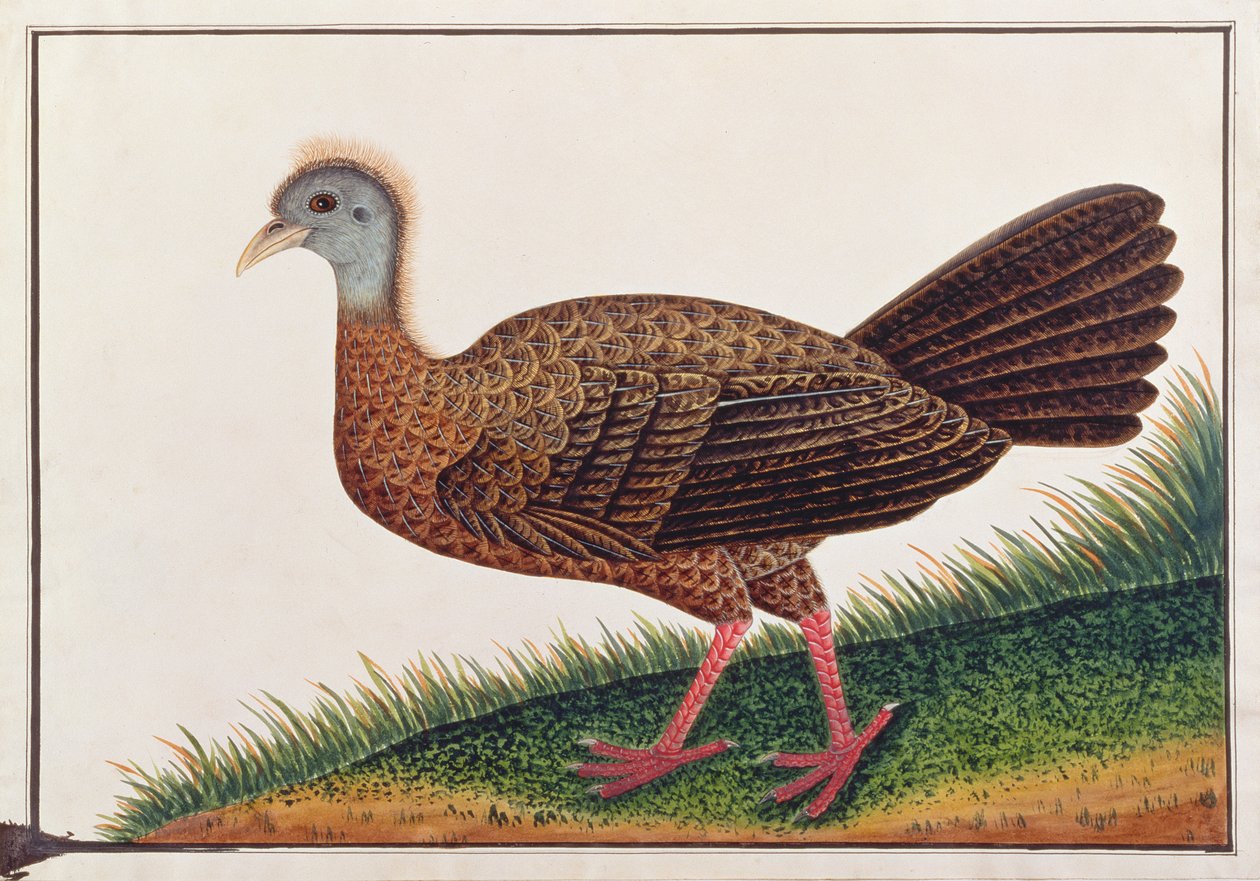 Nagy Argus, a Madarak rajzaiból, 1805-1818 körül (wc papíron) alkotó: Chinese School